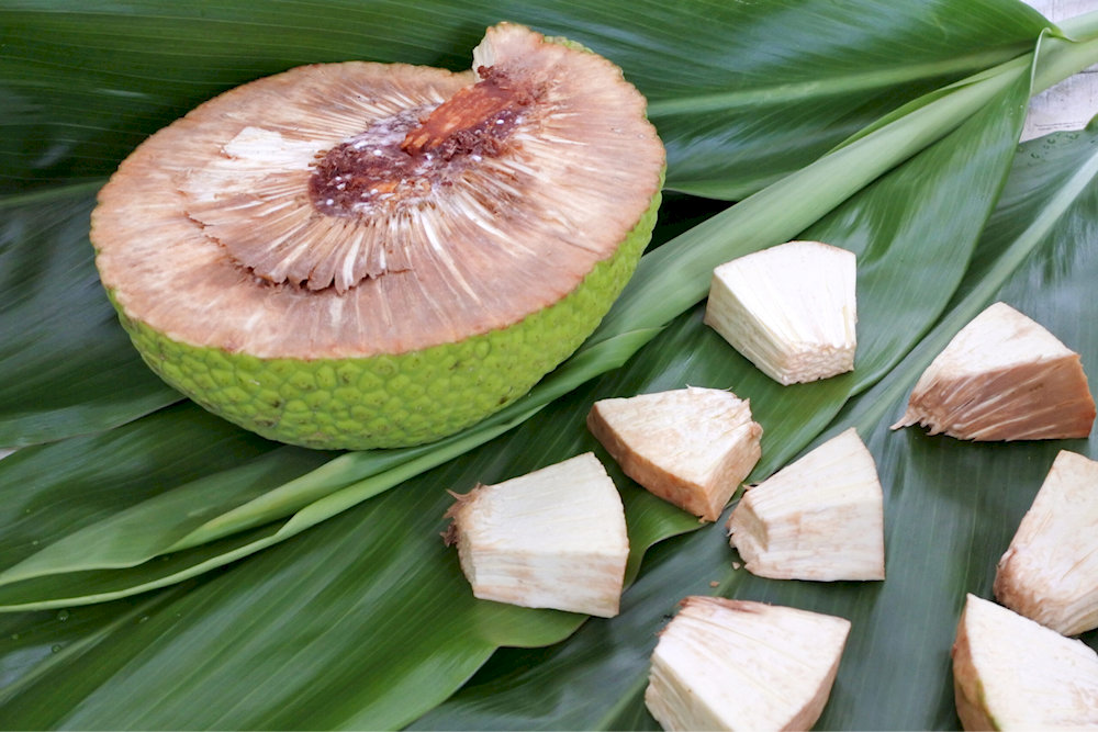 Breadfruit can only be eaten when properly cooked 